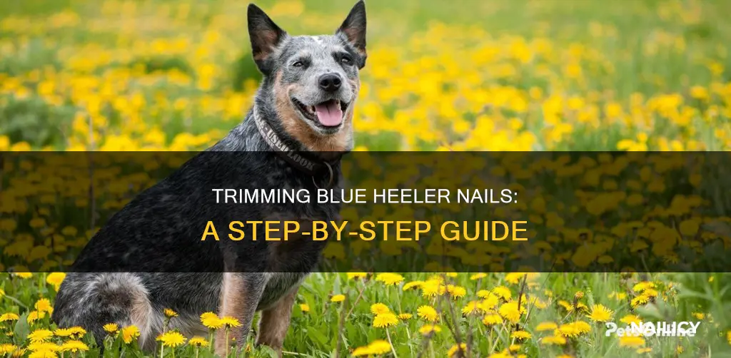 how to trim blue heelers nails