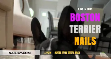 Trimming Your Boston Terrier's Nails: A Step-by-Step Guide