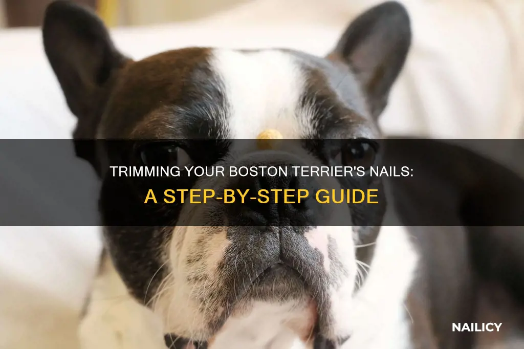 how to trim boston terrier nails
