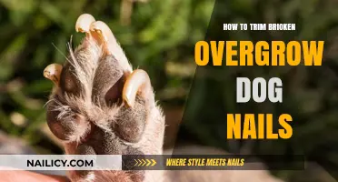 Trimming Your Dog's Nails: An Easy Guide to Overgrown Nails