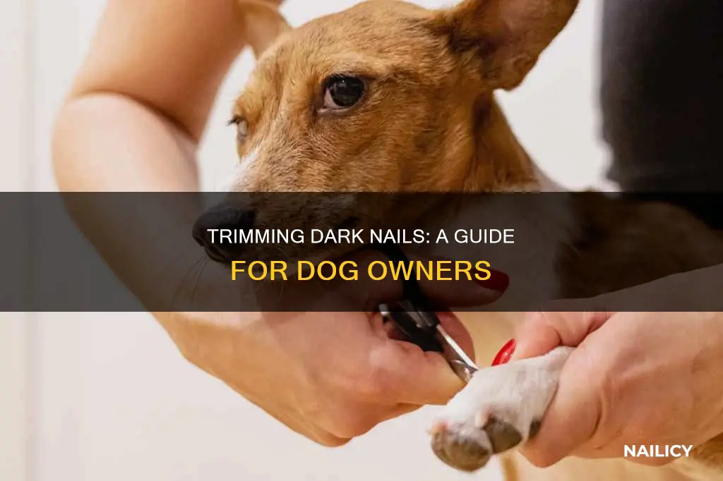 how to trim brown dog nails