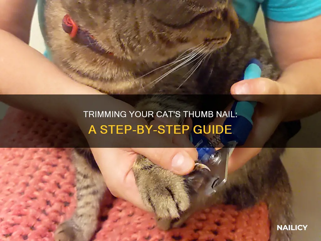 how to trim cat thumb nail