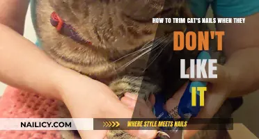 Trimming Cat Nails: Strategies for a Stress-Free Experience