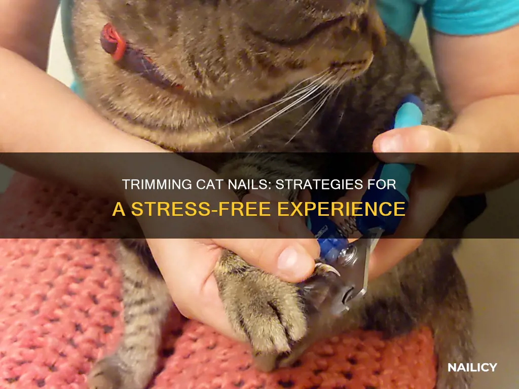 how to trim cat