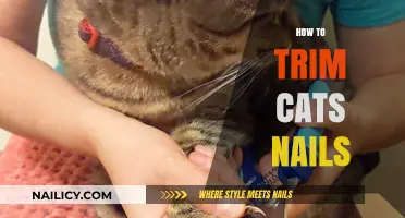 Trimming Your Cat's Nails: A Step-by-Step Guide