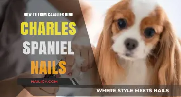 Trimming Your Cavalier's Nails: A Step-by-Step Guide