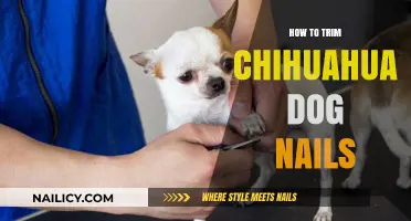 Trimming Your Chihuahua's Nails: A Step-by-Step Guide