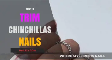 Trimming Your Chinchilla's Nails: A Step-by-Step Guide