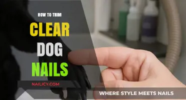 Trimming Clear Dog Nails: A Step-by-Step Guide