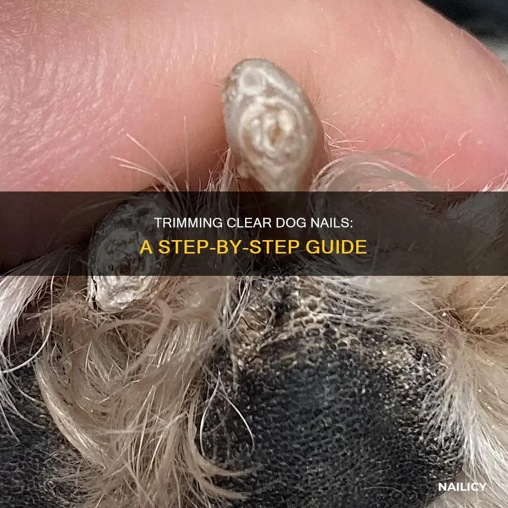 how to trim clear dog nails