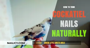 Trimming Cockatiel Nails: A Natural Approach