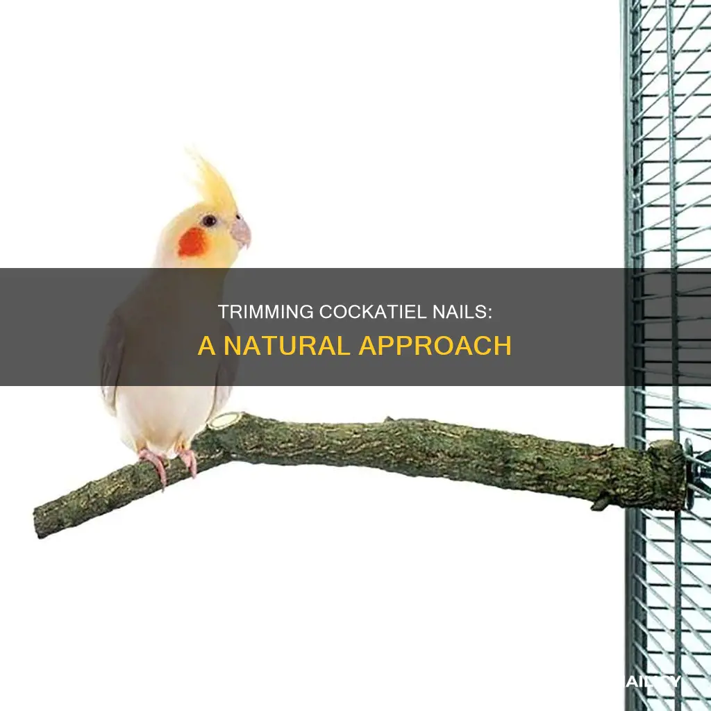 how to trim cockatiel nails naturally