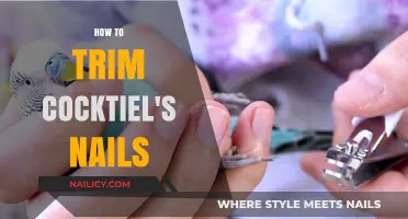 Trimming Cockatiel Nails: A Step-by-Step Guide for Owners