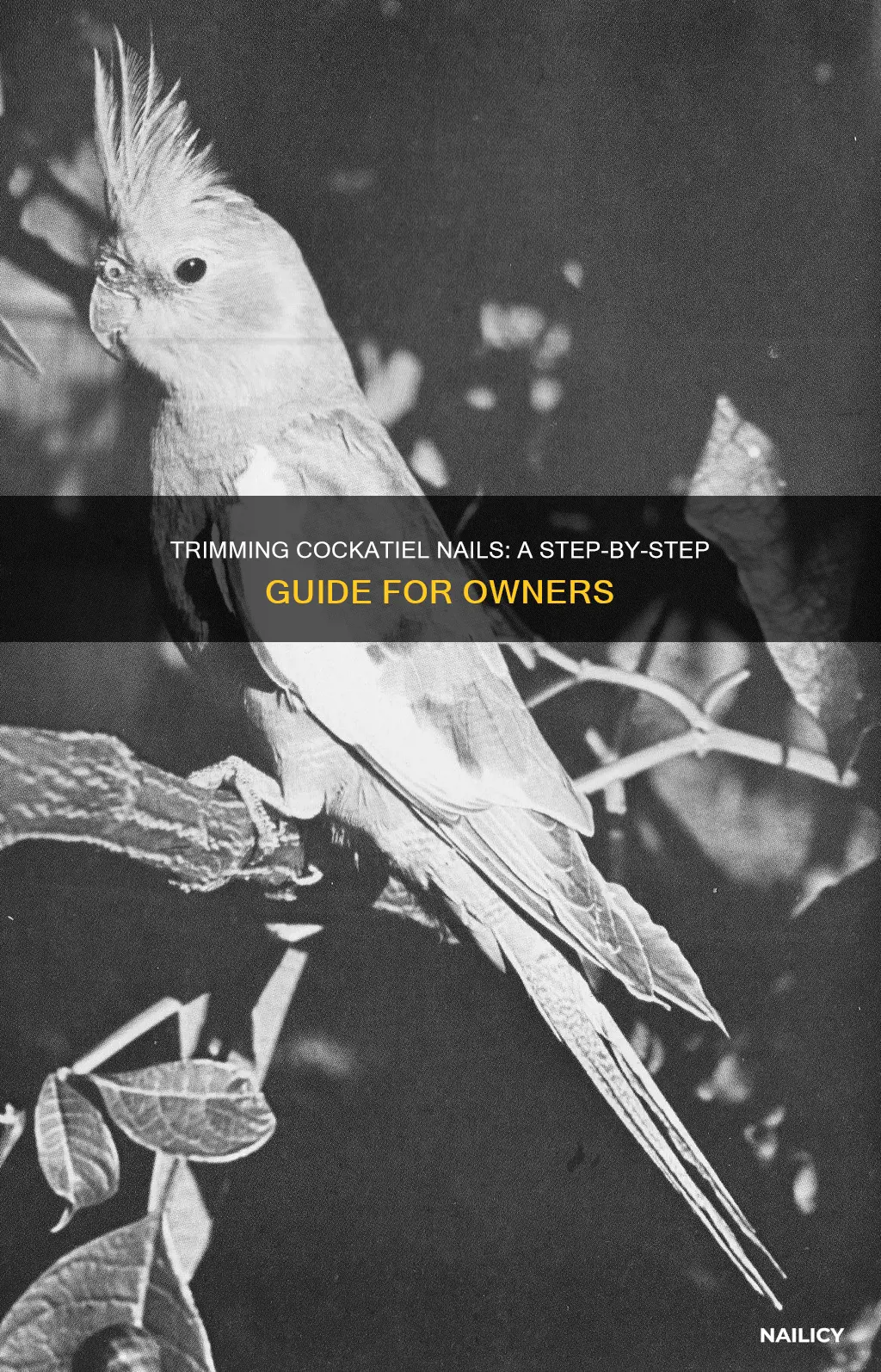 how to trim cocktiel
