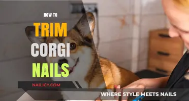 Trimming Your Corgi's Nails: A Step-by-Step Guide