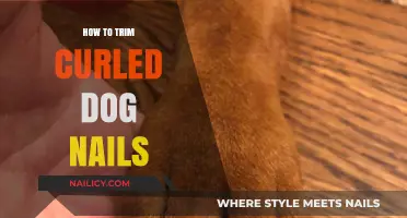 Trimming Curled Dog Nails: A Step-by-Step Guide