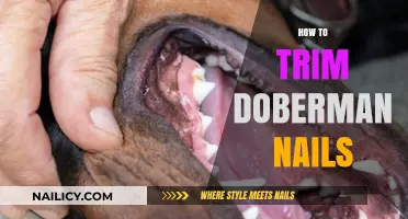 Trimming Doberman Nails: A Step-by-Step Guide for Owners