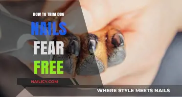 Fear-Free Dog Nail Trimming: Tips for a Stress-Free Experience