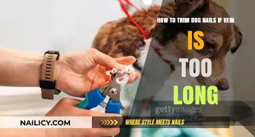 Trimming Dog Nails: Vein Visibility and Safety Tips