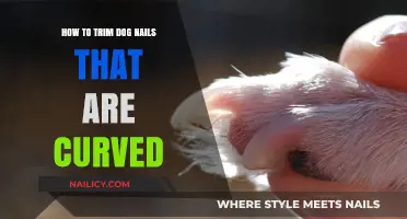 Trimming Curved Dog Nails: A Step-by-Step Guide