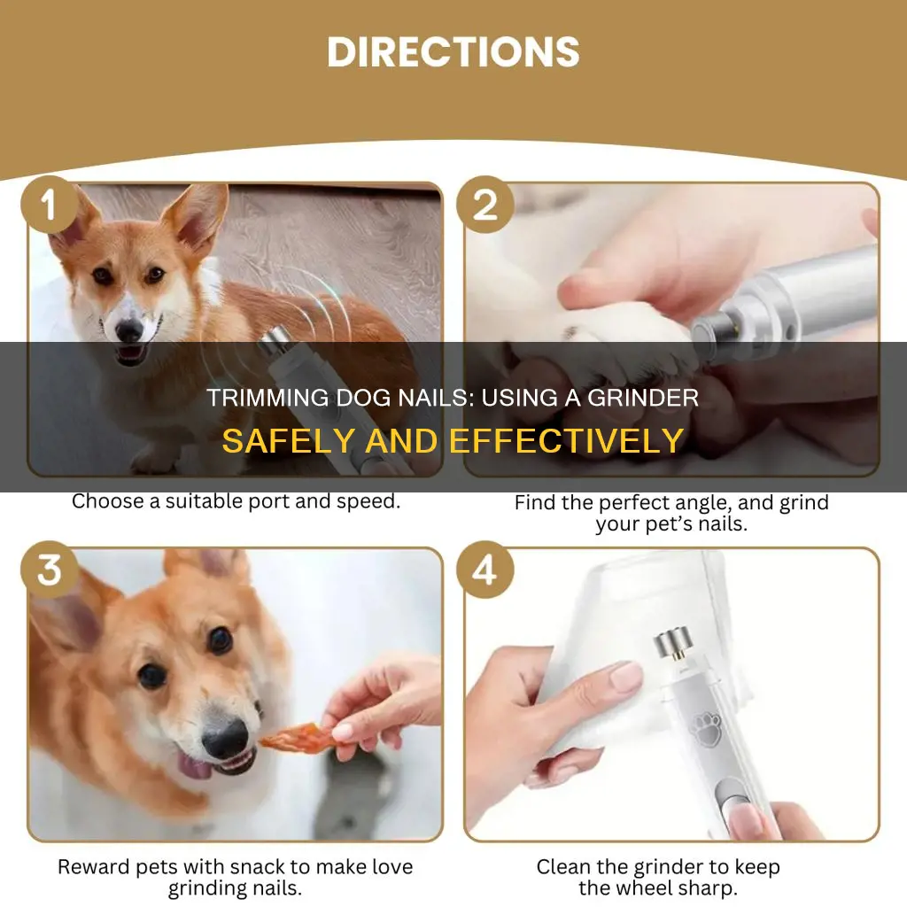 Photo inspiration: Trimming Dog Nails Using A Grinder Safely And Effectively Photo Inspiration
