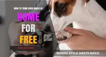 Trimming Dog Nails: A Cost-Free DIY Guide