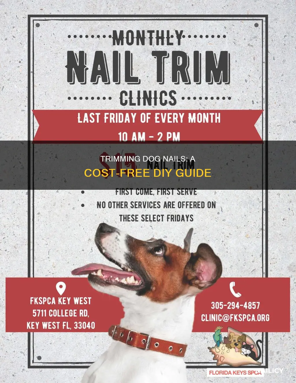 how to trim dogs nails at home for free