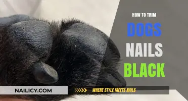 Trimming Black Dog Nails: A Step-by-Step Guide