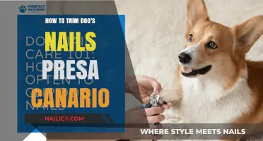 Trimming Your Presa Canario's Nails: A Step-by-Step Guide