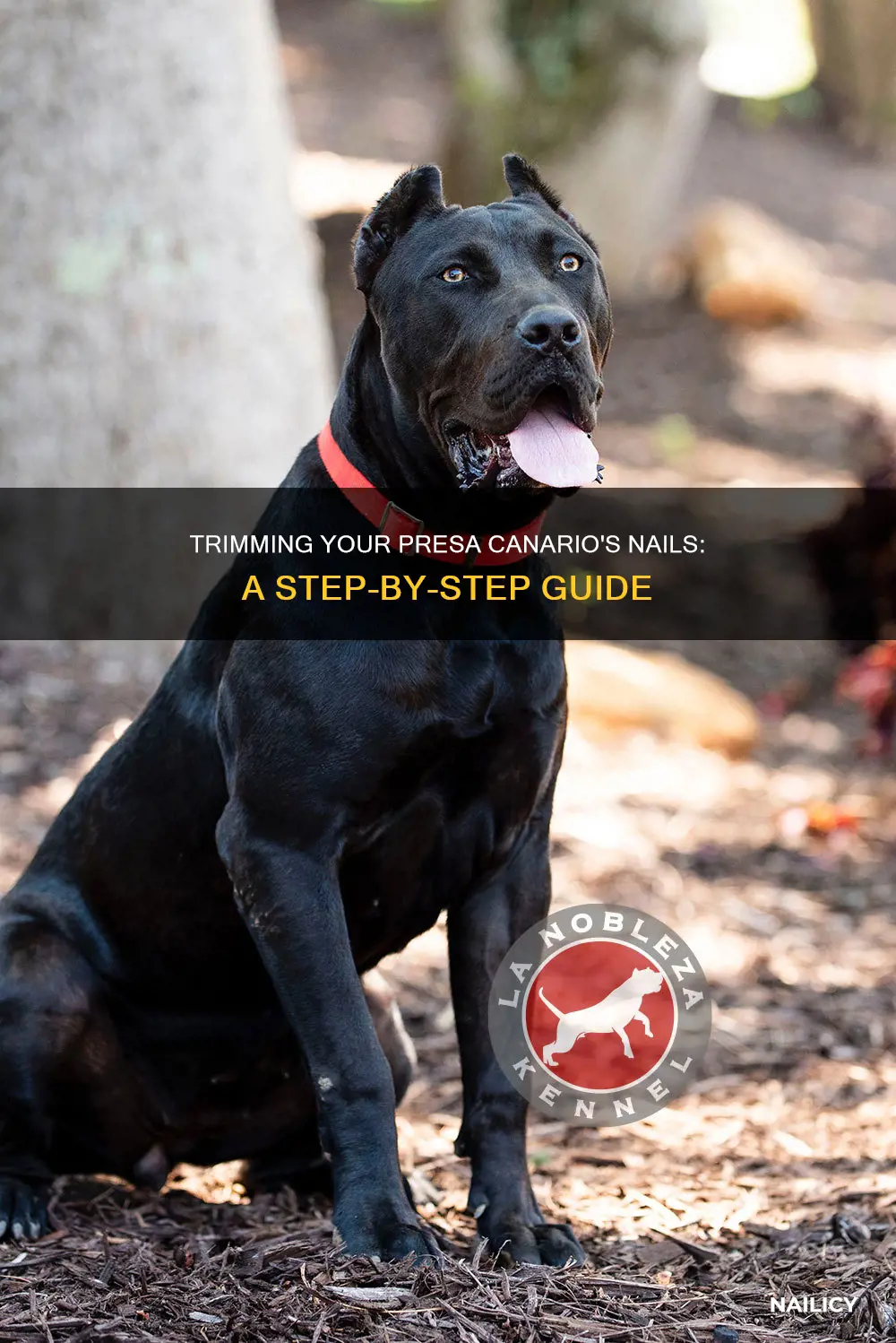 how to trim dog