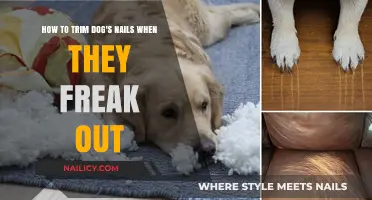Calmly Clipping: Trimming Dog Nails Without Trauma