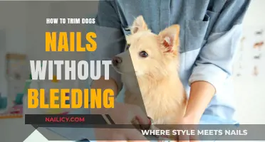 Trimming Dog Nails: A Stress-Free, No-Bleed Approach