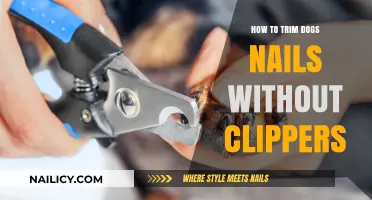 Trimming Dog Nails: Clipper-Free Solutions for Pet Owners