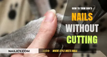 Trimming Dog Nails: Safe and Easy Methods