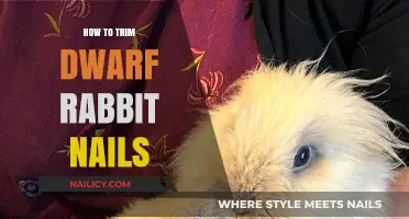 Trimming Nails: A Dwarf Rabbit's Quick Guide