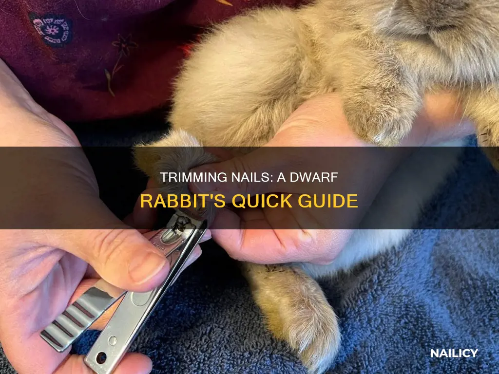 how to trim dwarf rabbit nails