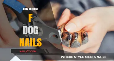 Trimming Your Dog's Nails: A Step-by-Step Guide