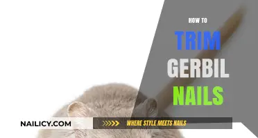Trimming Your Gerbil's Nails: A Step-by-Step Guide
