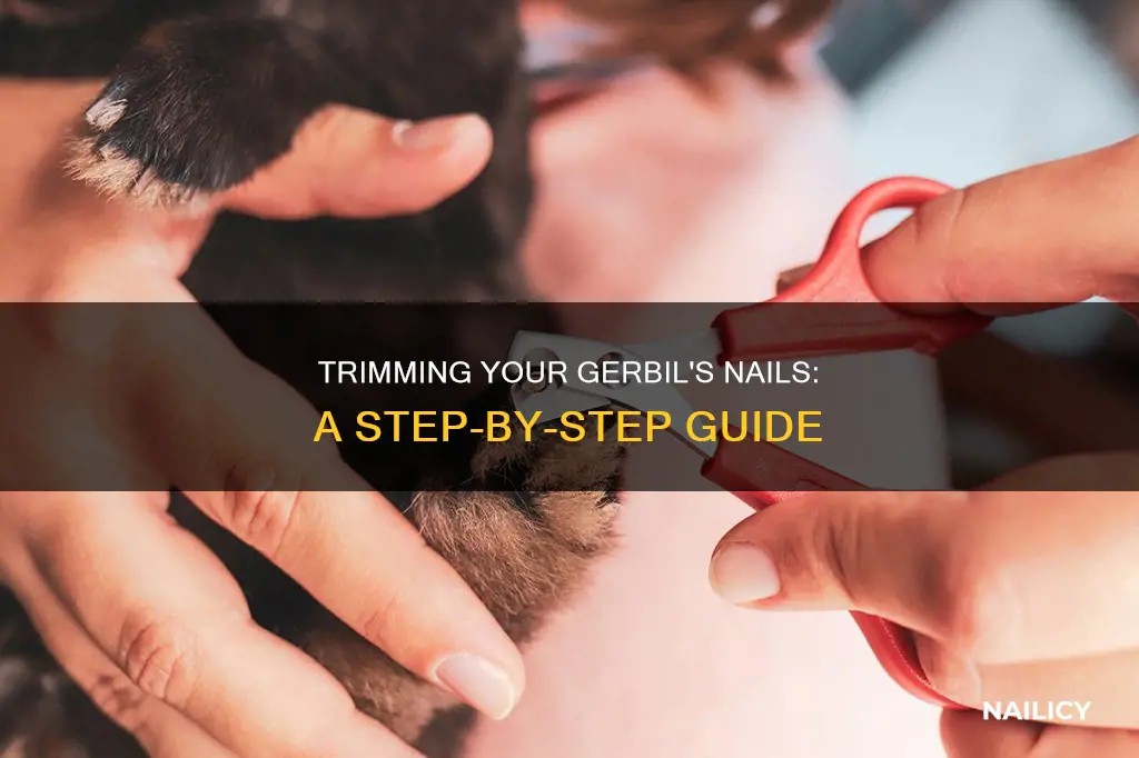 how to trim gerbil nails
