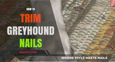 Trimming Greyhound Nails: A Step-by-Step Guide for Owners