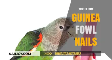 Trimming Your Guinea Fowl's Nails: A Step-by-Step Guide
