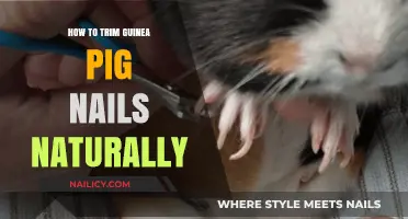 Trimming Guinea Pig Nails: A Natural Approach