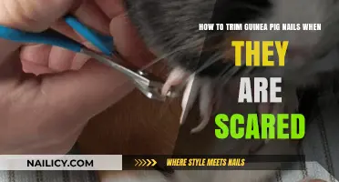 Calmly Clipping: Trimming a Scared Guinea Pig's Nails