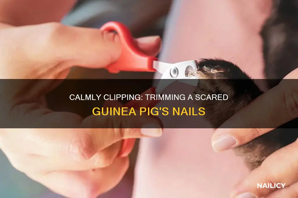 how to trim guinea pig nails when they are scared