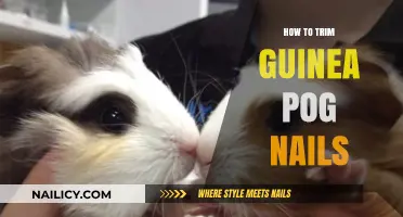 Trimming Guinea Pig Nails: A Step-by-Step Guide