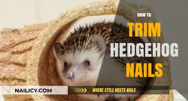 Trimming Your Hedgehog's Nails: A Step-by-Step Guide