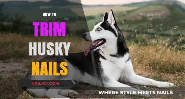 Trimming Your Husky's Nails: A Step-by-Step Guide