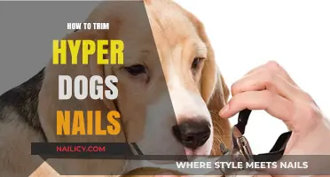 Trimming Hyper Dog Nails: A Step-by-Step Guide