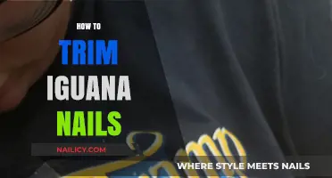 Trimming Iguana Nails: A Step-by-Step Guide for Owners
