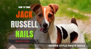 Trimming Your Jack Russell's Nails: A Step-by-Step Guide